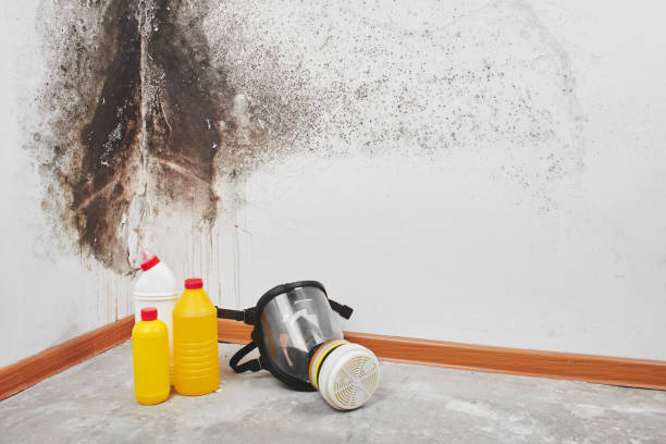 Best Best Mold Removal Companies  in University Of Lifornia Santa Barbara, CA