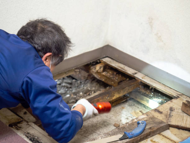 Best Local Mold Removal Service  in University Of Lifornia Santa Barbara, CA