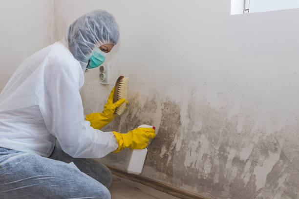 Best Residential Mold Removal  in University Of Lifornia Santa Barbara, CA