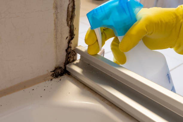 Best Fast Mold Removal  in University Of Lifornia Santa Barbara, CA