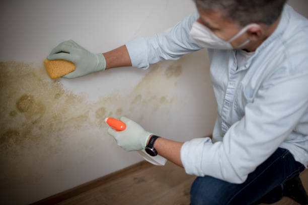 Best Mold Testing  in University Of Lifornia Santa Barbara, CA