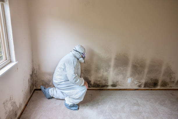 Best Office Mold Removal Services  in University Of Lifornia Santa Barbara, CA